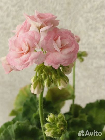 Пеларгония сортовая