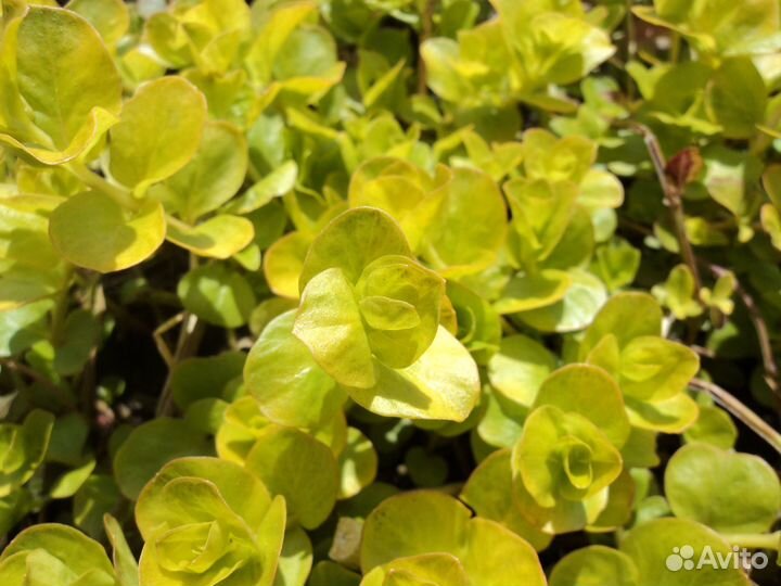 Неприхотливые садовые многолетники