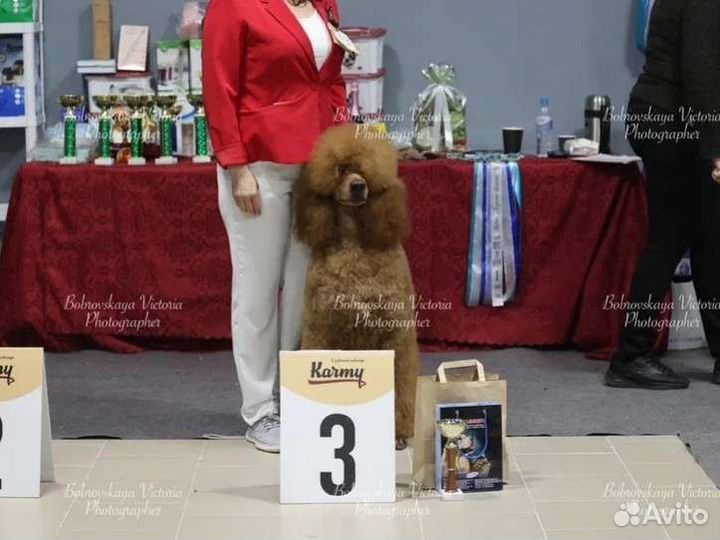 Королевский пудель