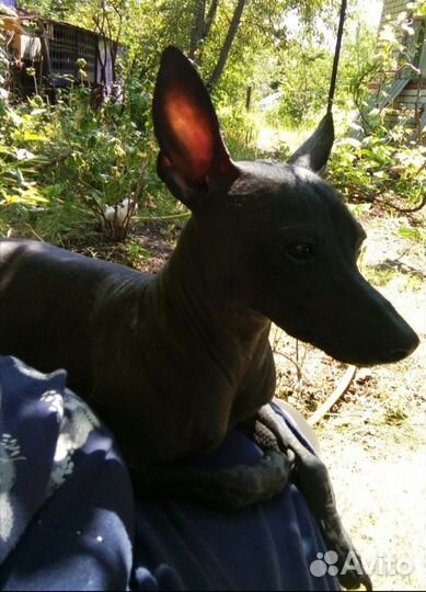 Мексиканская голая собака