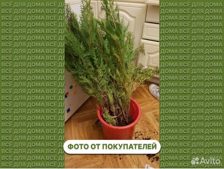 Туя для изгороди