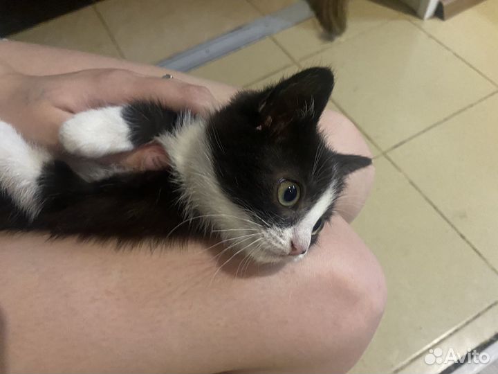 Кошки
