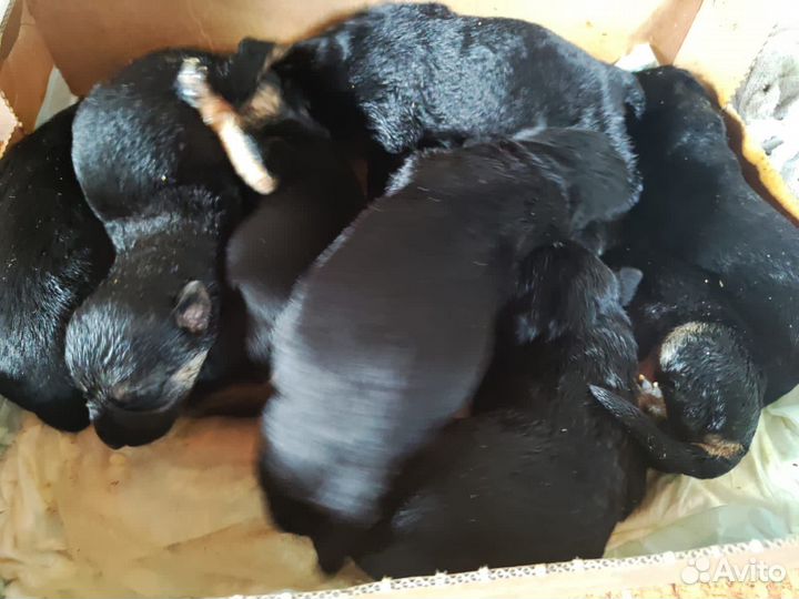 Щенки бесплатно