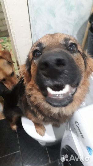 Отдам в добрые руки