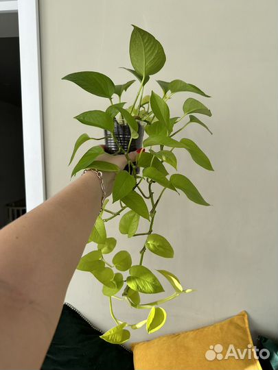 Сциндапсус неон