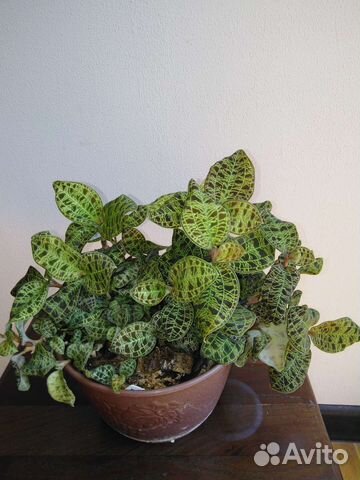 Орхидея драгоценная макодес петола