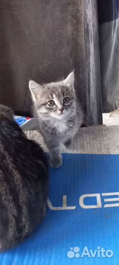 Кошки в добрые руки