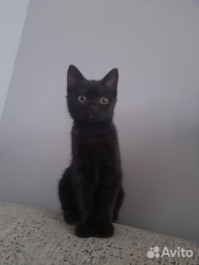 Кошка в дар бесплатно