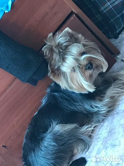 Йокшерский терьер