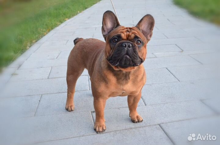Кобель французского бульдога для вязки
