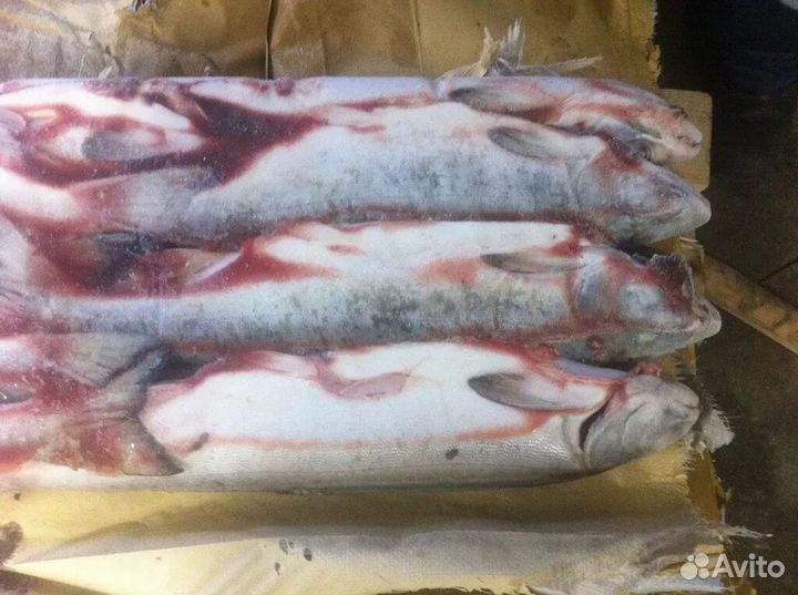 Горбуша пласт 18 кг (икряная). Доставка