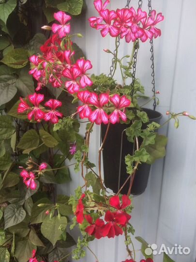 Домашние растения