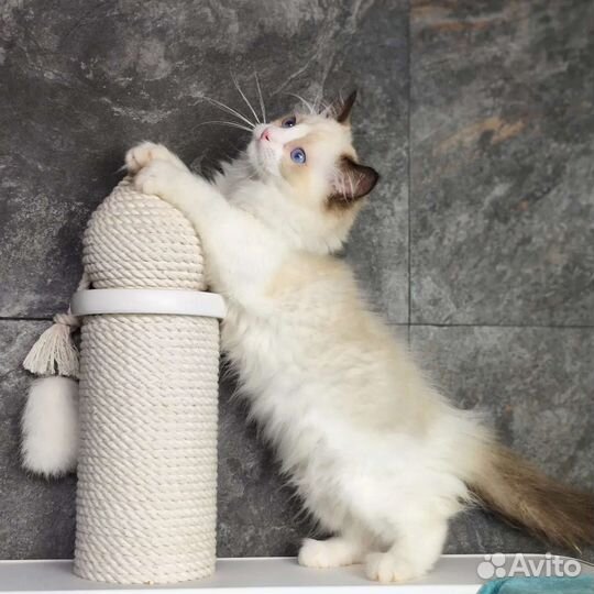 Boston, рэгдолл с документами