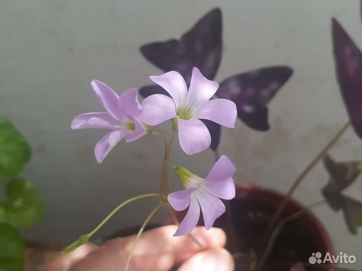 Оксалис (кислица)