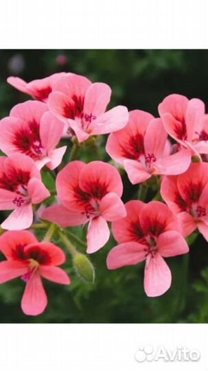 Пеларгония, герань Ангел Оранж, сортовая
