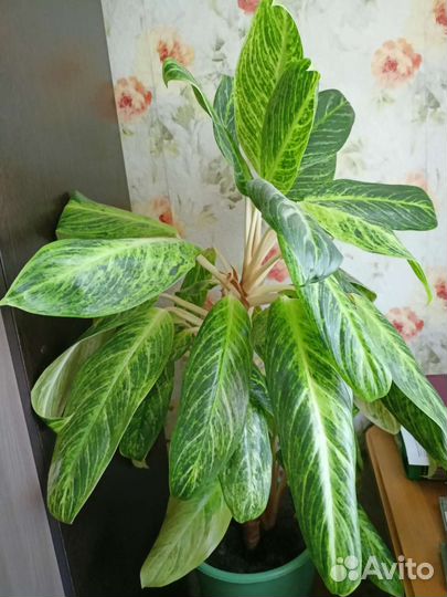 Дифинбахия