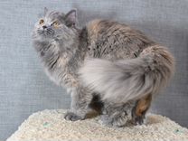 Голубой кремовый персидский котенок девочка