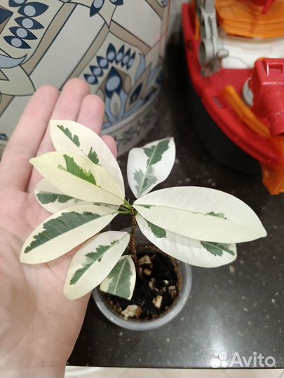 Фикус ретуза альбомаргината