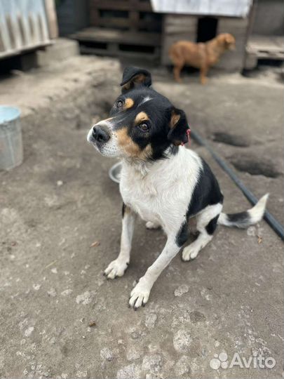 Спасите собачку из отлова