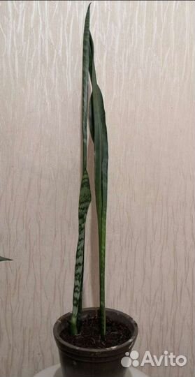 Сансевиерия