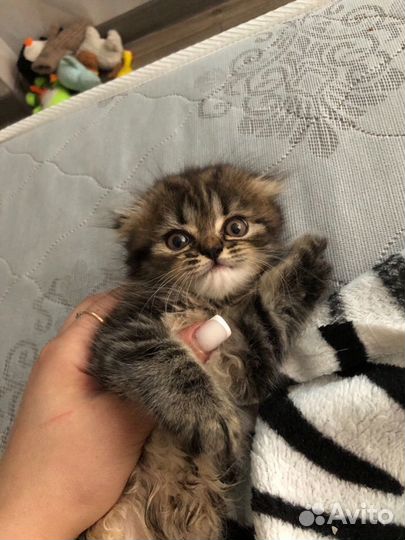 Вислоухий кот