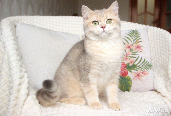 Золотая кошечка ay11