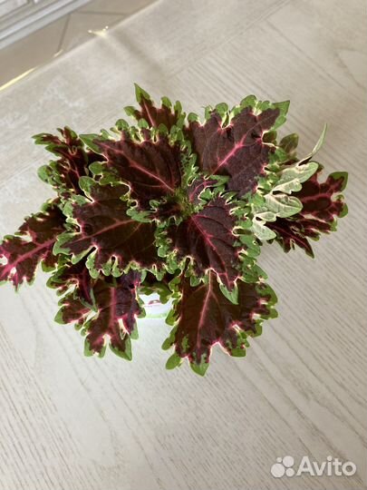 Махровые Колеусы