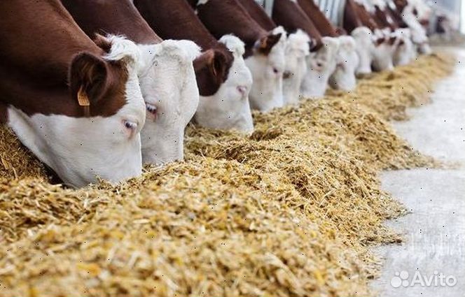 Овес в мешках