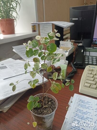 Брейния снежная