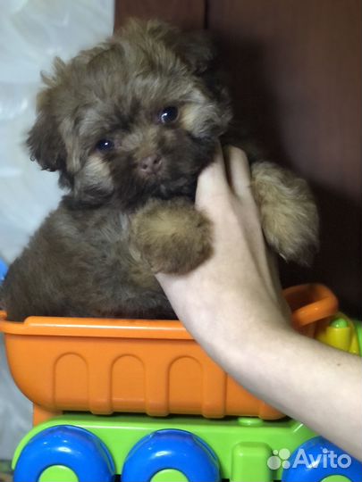 Русская цветная болонка