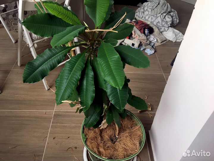 Молочай беложилковый 1,5 м в большой плошке