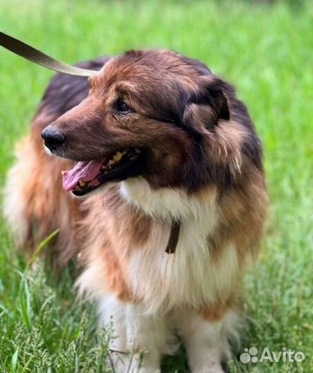 Миша хочет домой