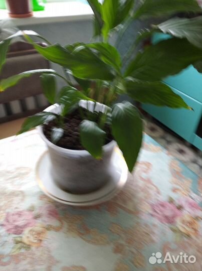 Спатифиллум