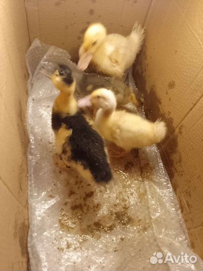 Утята подросшие