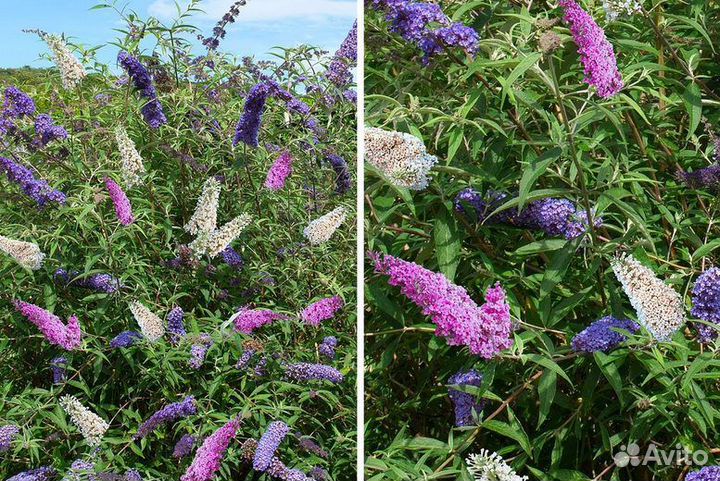 Будлея триколор