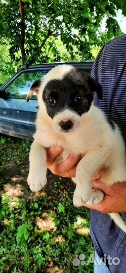 Отдам в добрые руки