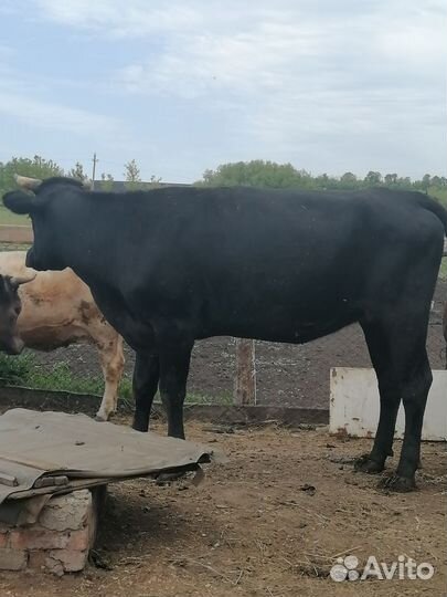 Телка 2 года