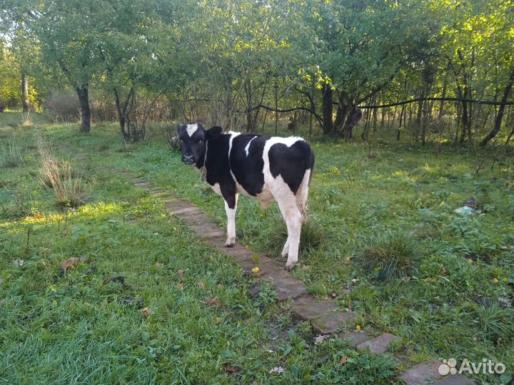 Телята бычки и телки