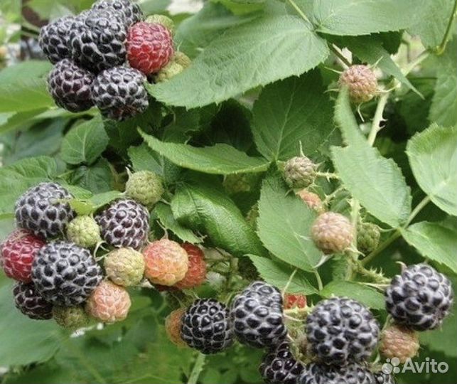 Ростки ежемалины