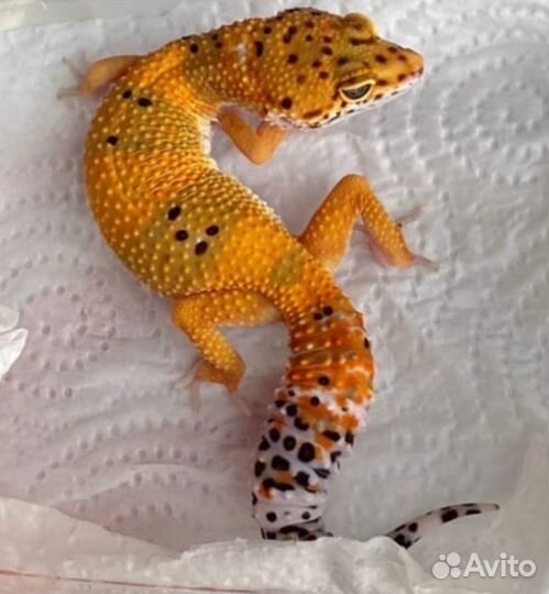 Эублефар Cross Blood с террариумом