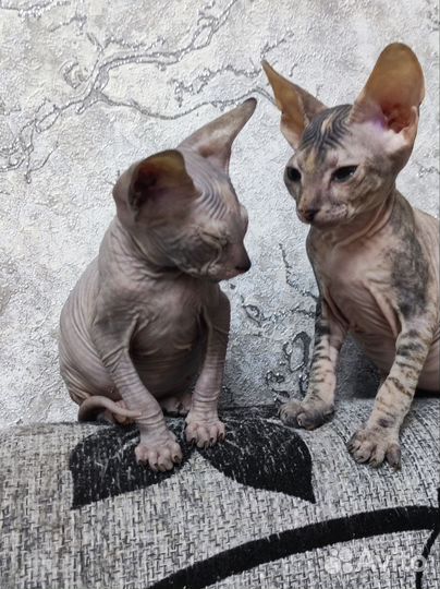 Донской сфинкс