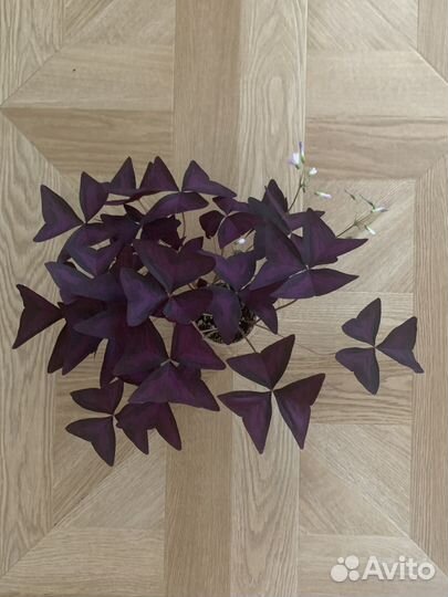 Кислица оксалис