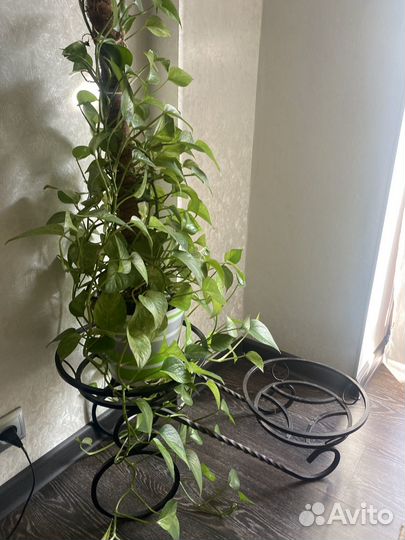 Эпипремнум