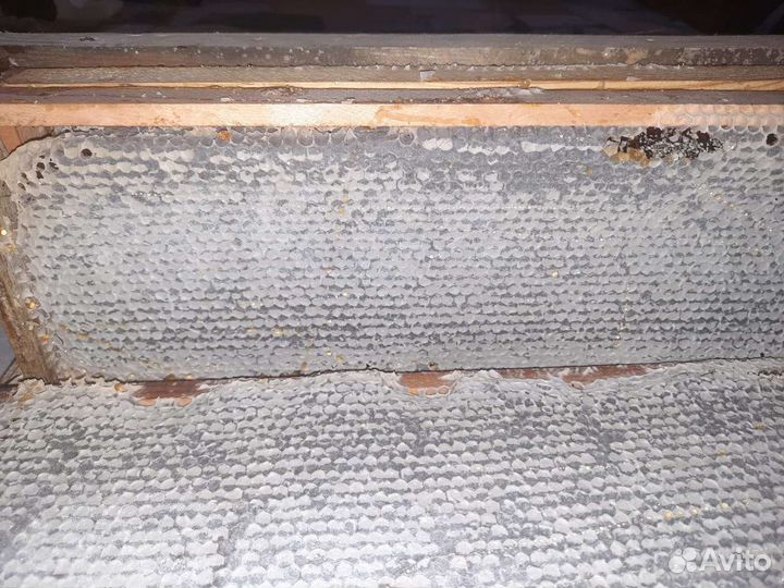 Мёд алтайский настоящий, в сотах и в банках