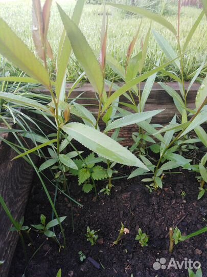 Ива шаровидная Нана