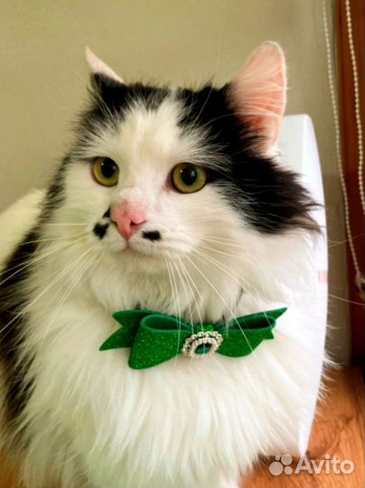 Обаяшка Франц в дар