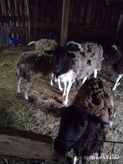 Продам стадо дорперов