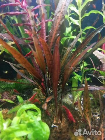 Аквариумные креветки и растения гуппи чистая лин