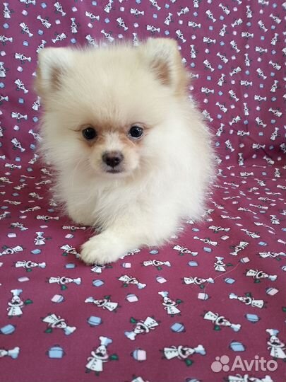 Шпиц померашка- милашка