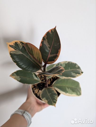 Фикус Эластика Белиз